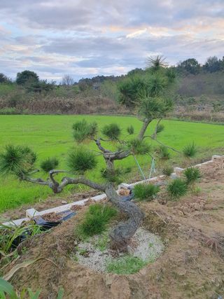 멋진소나무님의 자유주제 · 자유게시판 작성글 사진