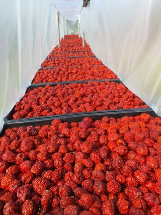 차상철님의 기타작물 · 영농일지 작성글 사진