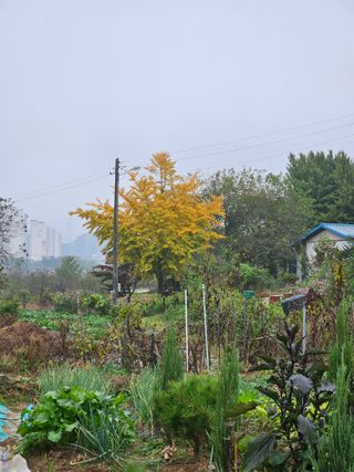 조정숙(1955)님의 자유주제 · 자유게시판 작성글 사진