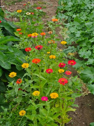 조정숙(1955)님의 자유주제 · 자유게시판 작성글 사진