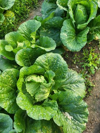 장용익님의 배추 · 병해충상담 작성글 사진