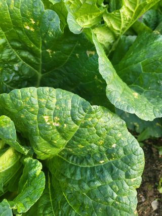 장용익님의 배추 · 병해충상담 작성글 사진