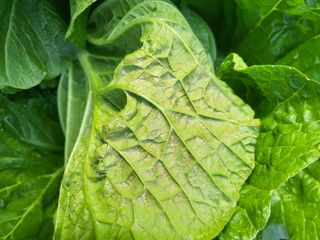 장용익님의 배추 · 병해충상담 작성글 사진