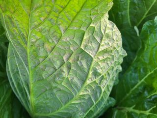 장용익님의 배추 · 병해충상담 작성글 사진