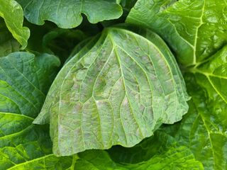 장용익님의 배추 · 병해충상담 작성글 사진