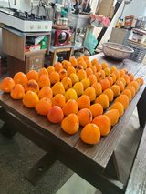 팜모닝 자유주제·자유게시판 게시글 이미지