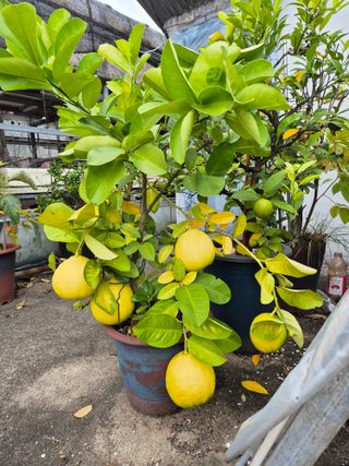 왕대추님의 자유주제 · 자유게시판 작성글 사진