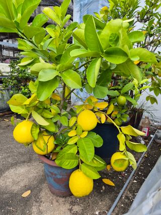 왕대추님의 자유주제 · 자유게시판 작성글 사진