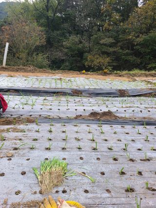 두릅나무9798님의 자유주제 · 자유게시판 작성글 사진