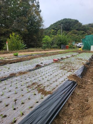 두릅나무9798님의 자유주제 · 자유게시판 작성글 사진