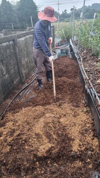 해피베리팜최순덕님의 블루베리 · 영농일지 작성글 사진