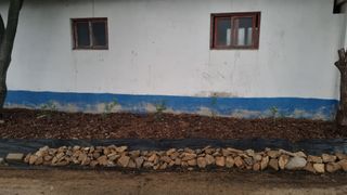 해피베리팜최순덕님의 블루베리 · 영농일지 작성글 사진