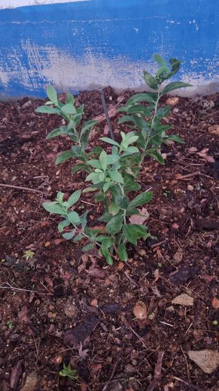 해피베리팜최순덕님의 블루베리 · 영농일지 작성글 사진