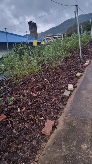 해피베리팜최순덕님의 블루베리 · 영농일지 작성글 사진