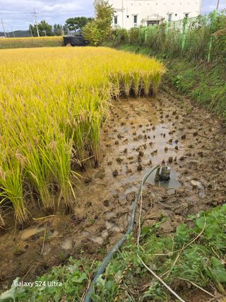대왕소나무님의 벼 · 영농일지 작성글 사진