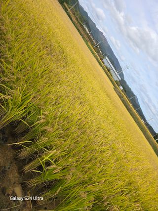 대왕소나무님의 벼 · 영농일지 작성글 사진