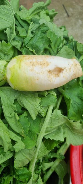 강화초보농부님의 자유주제 · 자유게시판 작성글 사진