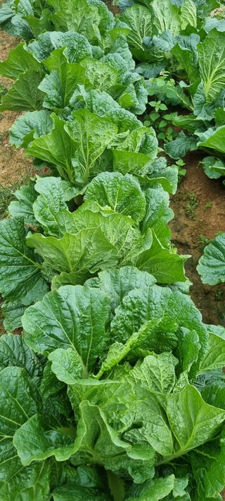 강화초보농부님의 자유주제 · 자유게시판 작성글 사진