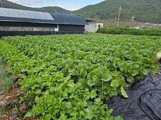 김남흥(흥부베리)님의 배추 · 영농일지 작성글 사진