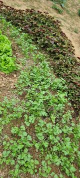 팜모닝 11월 농사 계획 공유하기·참여글 게시글 이미지