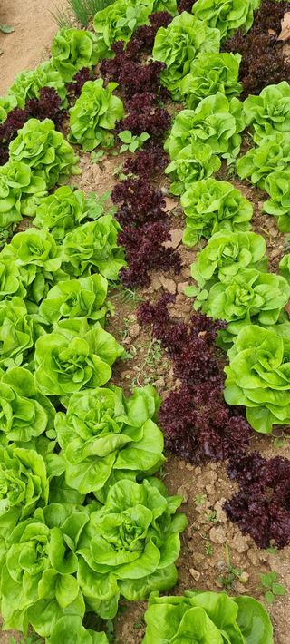 탑정호님의 11월 농사 계획 공유하기 · 참여글 작성글 사진