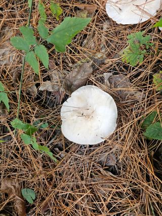 홍천산채농원님의 자유주제 · 자유게시판 작성글 사진