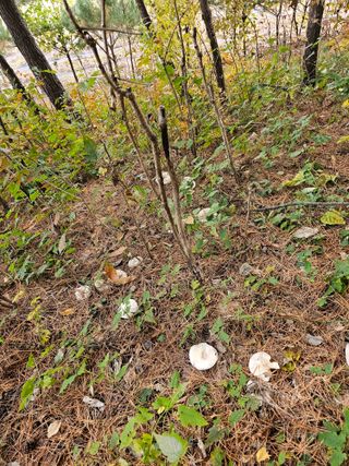 홍천산채농원님의 자유주제 · 자유게시판 작성글 사진