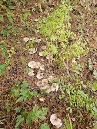 홍천산채농원님의 자유주제 · 자유게시판 작성글 사진