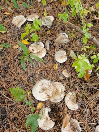 홍천산채농원님의 자유주제 · 자유게시판 작성글 사진