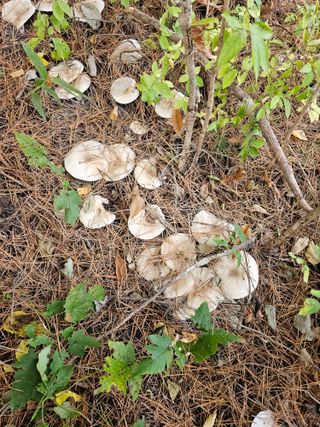 홍천산채농원님의 자유주제 · 자유게시판 작성글 사진