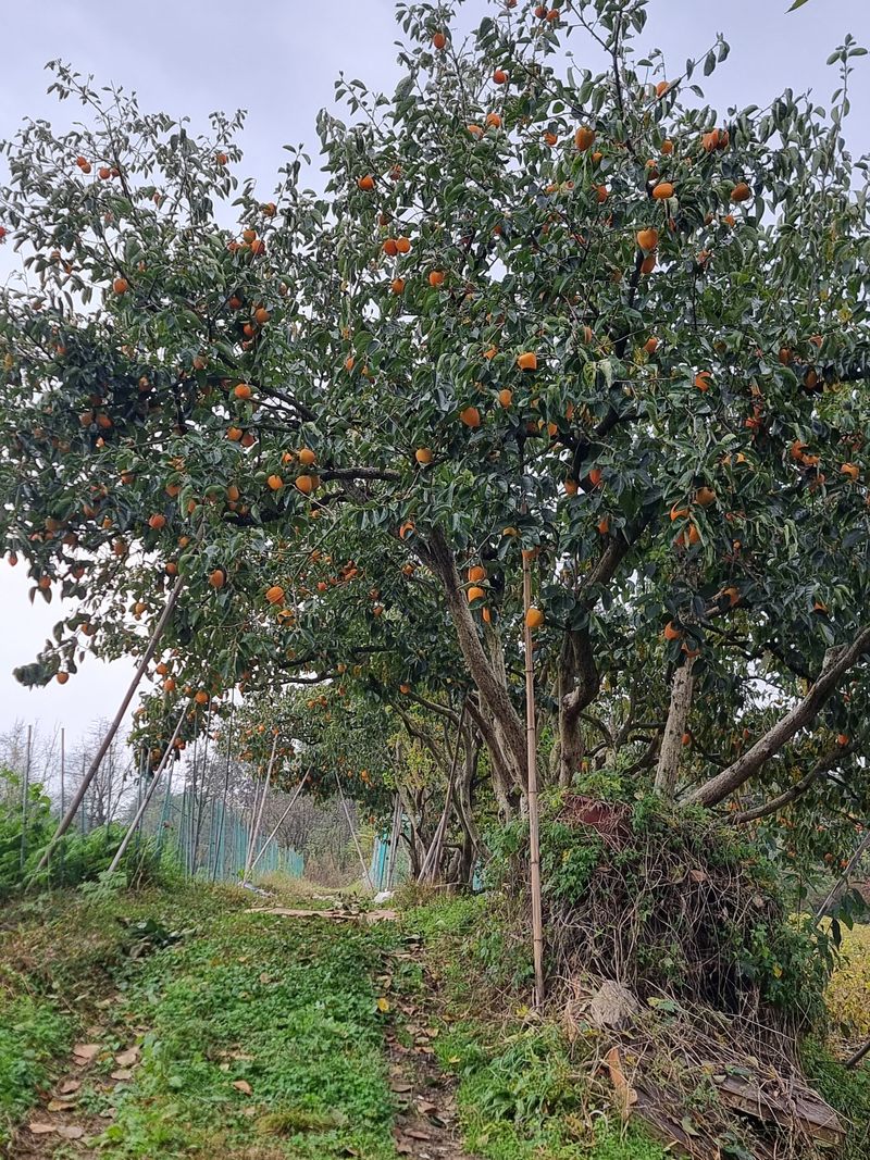 정석범님의 장터 판매 상품 [대봉감] 첨부 사진
