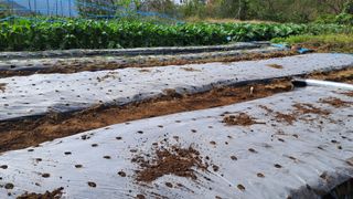 서은숙님의 마늘 · 영농일지 작성글 사진