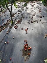 팜모닝 기타작물·영농일지 게시글 이미지