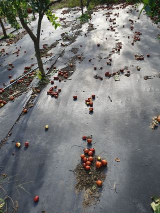 최동수님의 기타작물 · 영농일지 작성글 사진