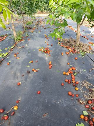 최동수님의 기타작물 · 영농일지 작성글 사진