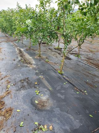 최동수님의 기타작물 · 영농일지 작성글 사진