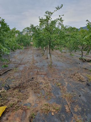 최동수님의 기타작물 · 영농일지 작성글 사진