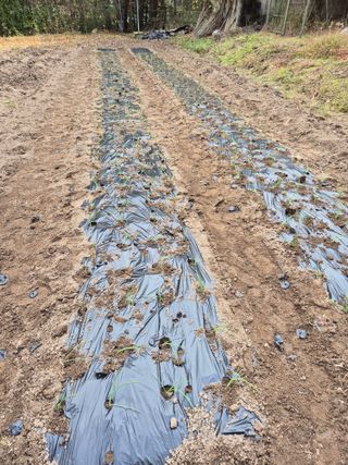 참깨10143님의 11월 농사 계획 공유하기 · 참여글 작성글 사진