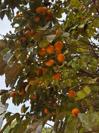 참깨10143님의 11월 농사 계획 공유하기 · 참여글 작성글 사진