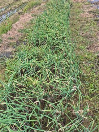 참깨10143님의 11월 농사 계획 공유하기 · 참여글 작성글 사진