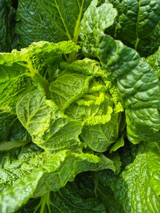 참깨10143님의 11월 농사 계획 공유하기 · 참여글 작성글 사진