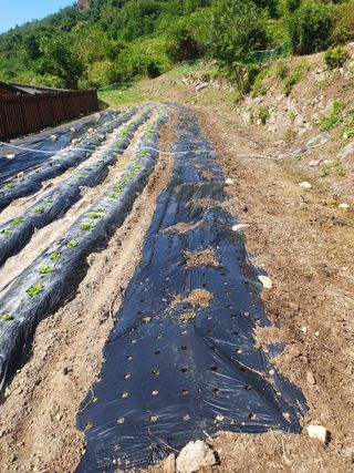 시골농부뜨돌이님의 11월 농사 계획 공유하기 · 참여글 작성글 사진