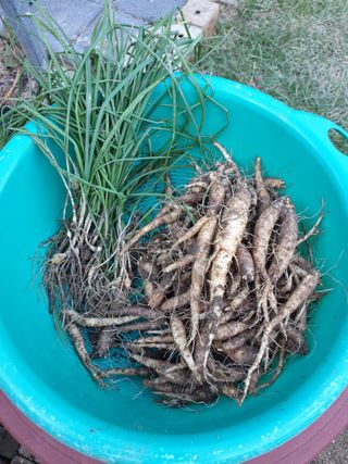 샤이니바다님의 기타작물 · 영농일지 작성글 사진