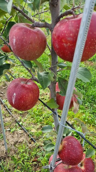 조동원님의 자유주제 · 자유게시판 작성글 사진