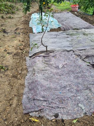 김용대님의 11월 농사 계획 공유하기 · 참여글 작성글 사진