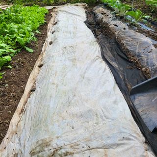 오케바리(옥경종)님의 콩 · 영농일지 작성글 사진