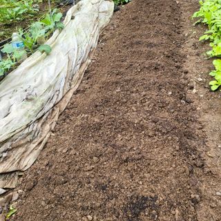 오케바리(옥경종)님의 콩 · 영농일지 작성글 사진
