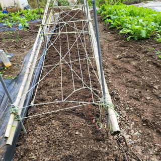 오케바리(옥경종)님의 콩 · 영농일지 작성글 사진