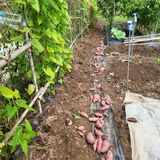 팜모닝 고구마·영농일지 게시글 이미지