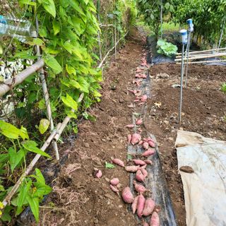 오케바리(옥경종)님의 고구마 · 영농일지 작성글 사진